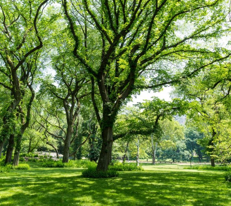 W ogrodzie dendrologicznym w Poznaniu powstanie park iluminacji