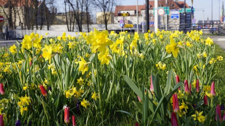 500 drzew, 5 tys. krzewów i kilkadziesiąt tysięcy roślin rabatowych - to plany Gliwic na ten rok