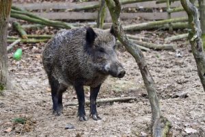 Dziki w mieście. Krótki poradnik dla mieszkańców