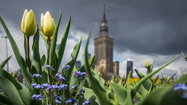 W Warszawie zakwitnie ponad 700 tysięcy kwiatów