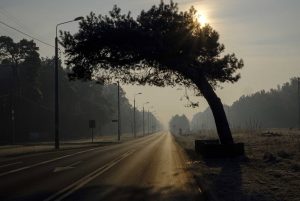 Słynna sosna z Falenicy nie jest pomnikiem przyrody. Będzie wycinka?