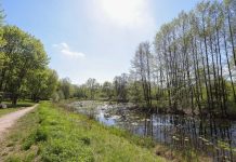 Łodź planuje wykupić działki od prywatnych właścicieli i posadzić 150 tys. nowych drzew