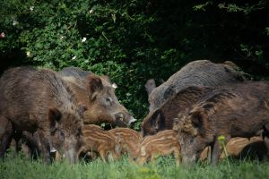 Coraz więcej dzików w mieście. Poznań przeprowadzi konsultacje z ekspertami