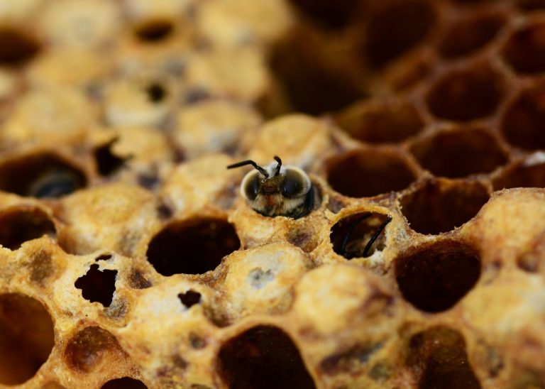 Pszczoły i zapylacze zagrożone na całym świecie, w tym w Europie Zachodniej
