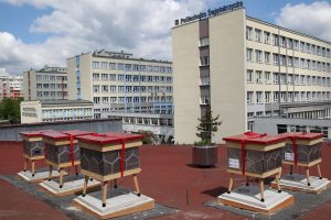 Pasieka z recyklingu stanęła na dachu uczelni
