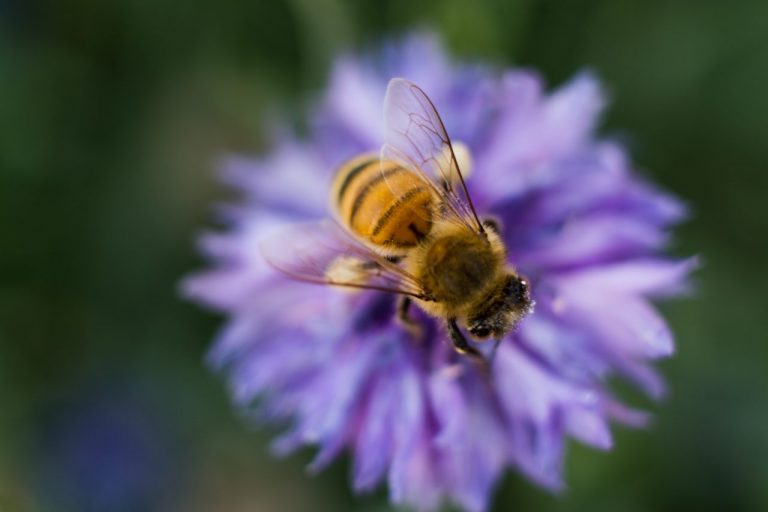 W Gdańsku staną szyte na miarę budki dla dzikich pszczół