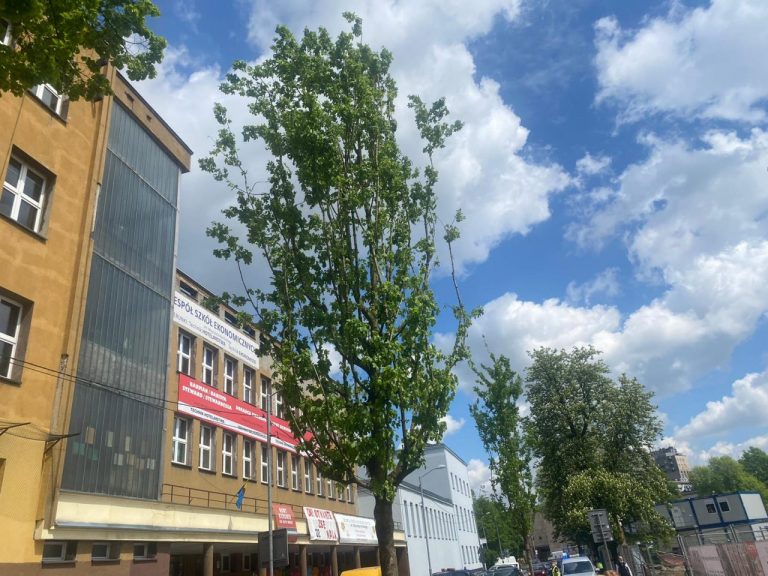 Skandaliczna wycinka drzew przez dewelopera. Miasto posadziło nowe drzewa