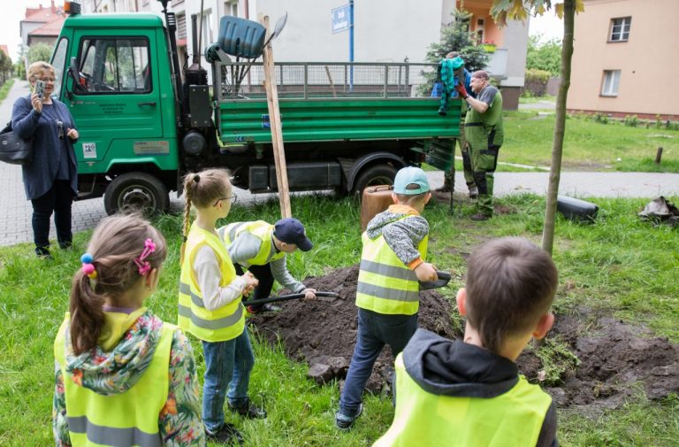 Mieszkańcy zgłosili niemal 1000 lokalizacji w akcji wCOP drzewo