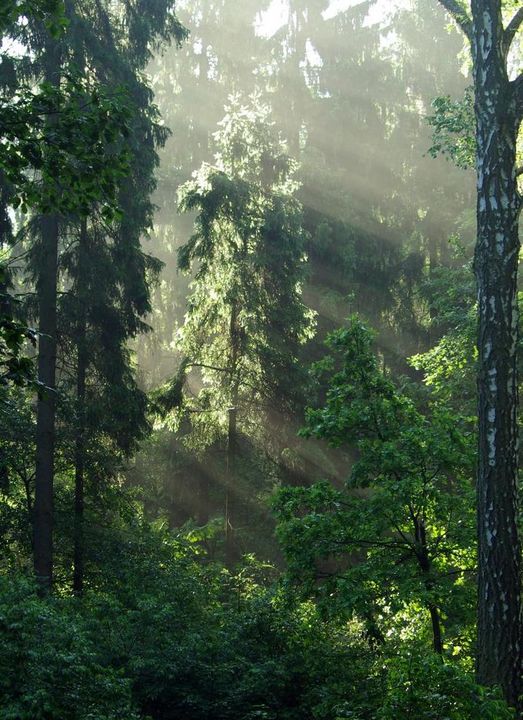 UE chce objąć leśne produkty niedrzewne unijnymi regulacjami