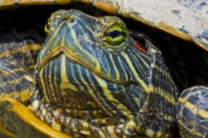 Obcy gatunek inwazyjny we Wrocławiu - to żółwie zagrażające rodzimym gatunkom