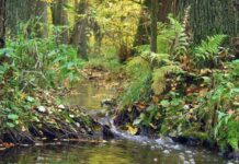 Wiceminister klimatu: w 2024 roku chcemy stworzyć pierwszy od 20 lat park narodowy w Polsce
