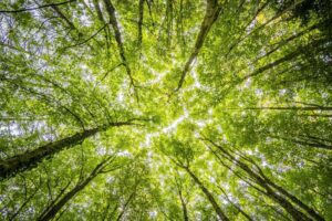 Szczecin wstrzymuje inwestycję w parku aby ocalić drzewa