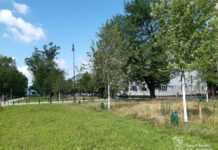 “Nie dogodzisz… Tniesz – źle, nie tniesz – też źle”. Dlaczego Warszawa kosi trzy razy w roku?