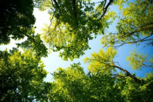 Jak wycenić usługi drzew w zakresie poprawy jakości powietrza?