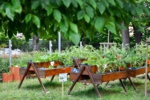 FoodSHIFT 2030. We Wrocławiu obrodziły szkolne ogrody [WIDEO]