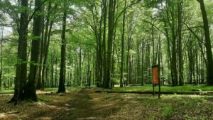 Nowela ustawy o lasach i ustawy o ochronie przyrody z podpisem prezydenta