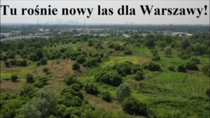 Jemioła niszczy drzewa w warszawskich lasach miejskich [WIDEO]
