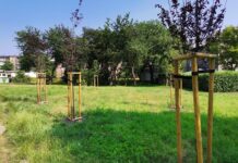 Zielony Budżet w Katowicach. Przybywa nowych inwestycji