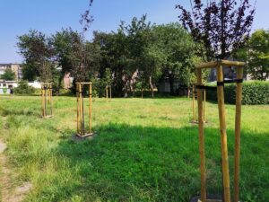 Zielony Budżet w Katowicach. Przybywa nowych inwestycji