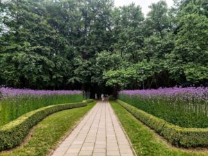 3,5 tys. nowych roślin w Szczecinie