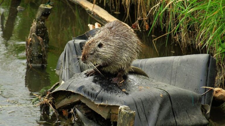 W Rybniku nad Nacyną mieszkają nutrie amerykańskie
