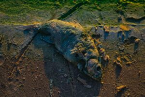 Morze w Hiszpanii wyrzuca tony martwych ryb
