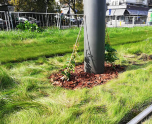 Warszawa: sieć trakcyjną porośnie bluszcz
