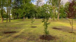 Nowy zieleniec i inauguracja akcji sadzenia drzew. Gliwickie PWiK przekonuje do przejścia na e-fakturę