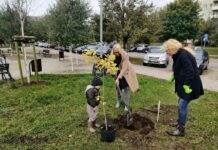 Szczecin: Park Majowe z kolejnymi drzewami