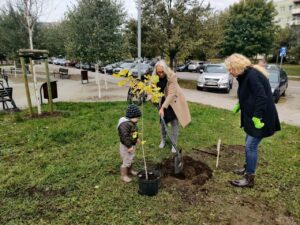 Szczecin: Park Majowe z kolejnymi drzewami