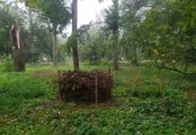 Szczecin: powstają miejsca schronień dla jeży i jaszczurek
