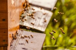 Pszczoły zamieszkają na dachu teatru