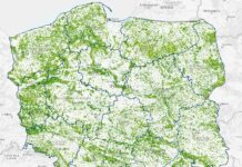 Ponad 3,3 mld koron drzew w Polsce na jednej mapie on-line