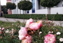 Lublin jesienią stawia na zieleń