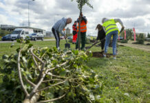 Gdańsk: W sobotę na Przymorzu, wzdłuż ul. Obrońców Wybrzeża wspólne sadzenie drzew
