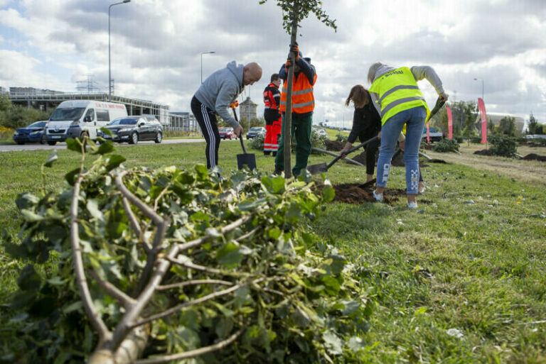 Gdańsk: W sobotę na Przymorzu, wzdłuż ul. Obrońców Wybrzeża wspólne sadzenie drzew