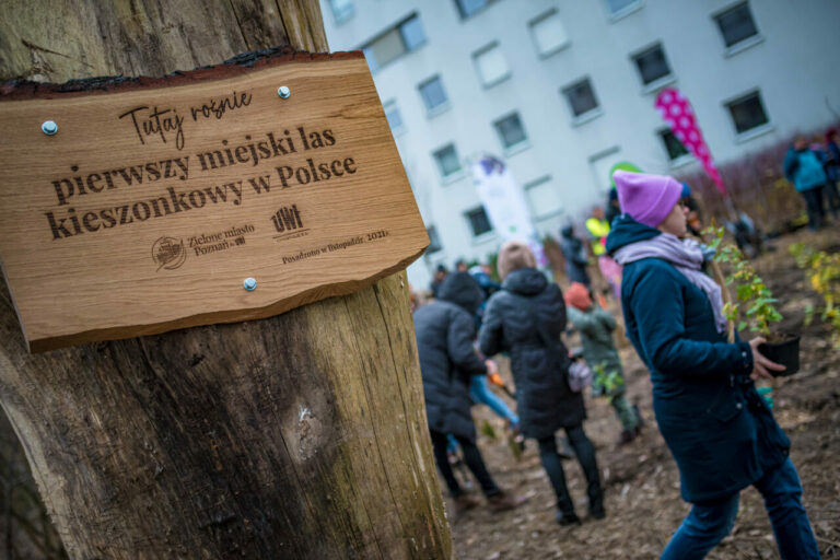 Pierwszy w Polsce las kieszonkowy rośnie w Poznaniu