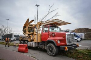 Częstochowa: przesadzają kilkunastoletnie drzewa