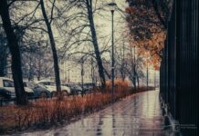 Warszawa: Niemal 500 tysięcy nowych roślin – trwają jesienne nasadzenia