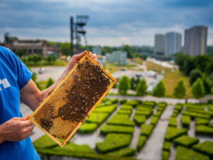 Katowice: miód z miasta dla zdrowia i promocji