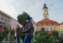 Białystok: Miasto rozdaje choinki