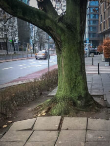 Nawierzchnie przyjazne drzewom - pionierski projekt w Warszawie