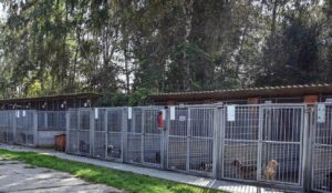 Wsparcie dla zwierząt ze schroniska dzięki budżetowi obywatelskiemu