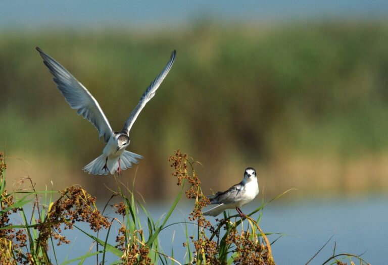 Ochrona zagrożonych gatunków ptaków siewkowych na Polesiu Lubelskim