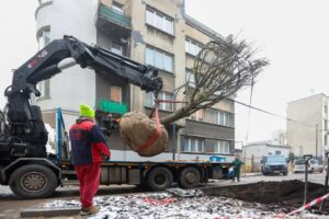 W Łodzi posadzono największe w historii drzewo [FILM]