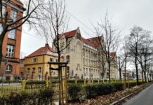 Pół tysiąca drzew pojawi się w Szczecinie