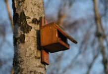 Ptasie domy w ogrodach i parkach