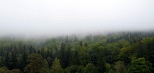 Propozycje zmian w zakresie ochrony gatunkowej
