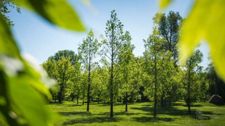 Ponad 5 tys. nowych drzew. Stołeczny Zarząd Zieleni podsumowuje 2021 rok