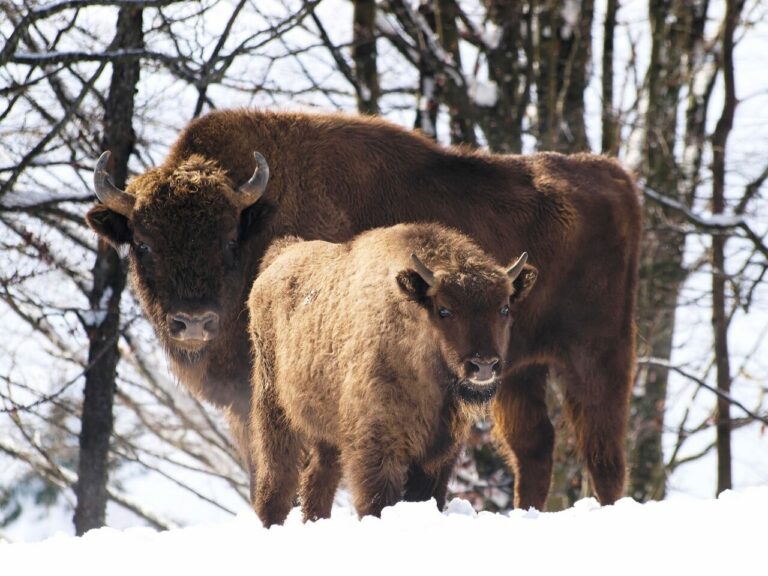 Białowieski Park Narodowy policzy żubry